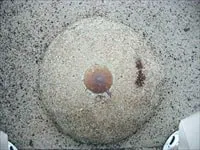 �O���O�p�_�u�䏟�R�v