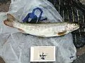 近くの能生川で釣れる魚