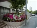 寫眞: 大阪厚生年金病院看護専門学校玄関前花壇 2002 年 4 月撮影