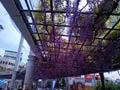 阪神野田駅前廣場の藤棚の寫眞