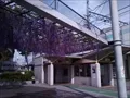 阪神野田駅前廣場の藤棚の寫眞