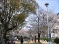 大野町公園の写真(1)