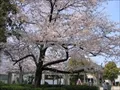 大野東公園の写真(1)