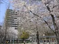 鷺洲上公園(3) 2004年4月7日撮影
