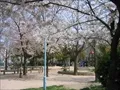 鷺洲上公園(4) 2004年4月7日撮影